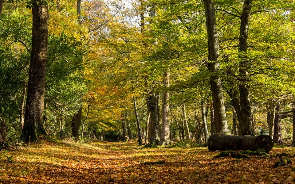 forest